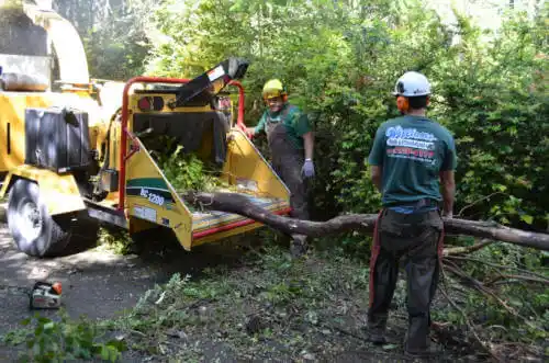 tree services Colchester